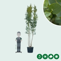 Eucalyptus meerstammig