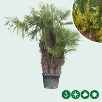 Chinese waaierpalm meerstammig