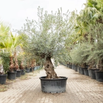 Olijfboom 'Bonsai' #194