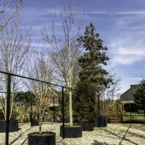 Anna Paulownaboom #111