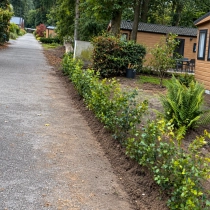 Groene beukenhaag per meter enkele rij