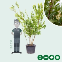 Aardbeienboom meerstammig