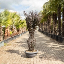 Lagerstroemia 'Black Diamond' vaasvorm #201