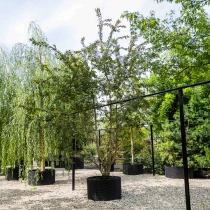 Japanse sierkers 'Autumnalis Rosea' meerstammig #1