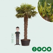 Chinese waaierpalm 260 cm stamhoogte
