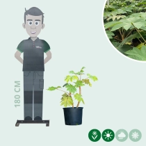 Chinese rijstpapier plant 40 cm