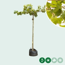 Plataan kruisdak volgroeid