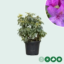 Rhododendron 'Marcel Menard'