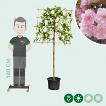 Japanse sierkers leiboom 100 cm