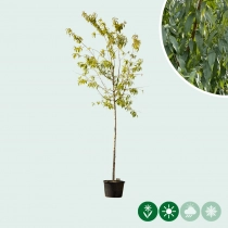 Amandelboom hoogstam