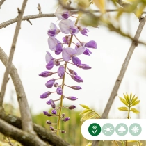 Blauwe regen hoogstam