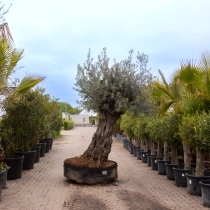 Olijfboom 'Bonsai' #162