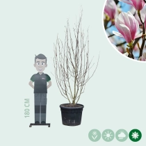 Magnolia soulangeana meerstammig