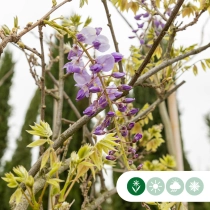 Blauwe regen leiboom