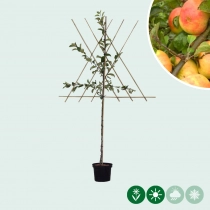 De Malus d. 'Glorie van Holland' halfstam leiboom