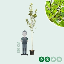 Europese netelboom