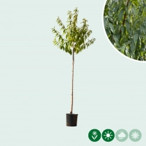 Amandelboom halfstam