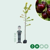 Prunus a. 'Regina'