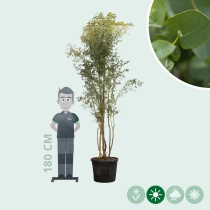 Eucalyptus 'Azura' meerstammig