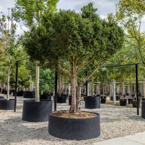 Taxus meerstammig #1