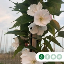 Japanse sierkers 'Yedoensis'