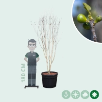 Witte berk meerstammig