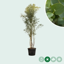 Eucalyptus 'Azura' meerstammig