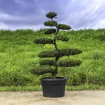 Grove den bonsai #142
