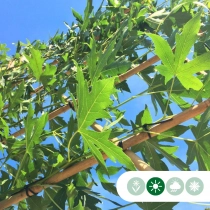 Lei amberboom 100 cm