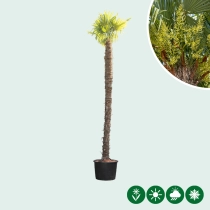 Chinese waaierpalm 400 cm stamhoogte