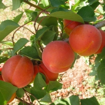 Abrikoos 'Bergeron' hoogstam leiboom