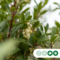 Aardbeienboom meerstammig