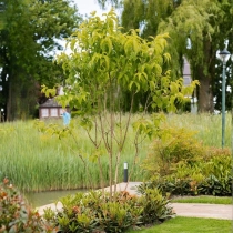 Zevenzonenboom meerstammig