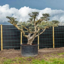 Olijfboom Pom Pom meerstammig #1