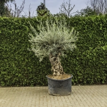 Olijfboom 'Bonsai' #95
