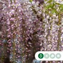 Roze regen Rosea leiboom