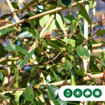 Glansmispel leiboom 220 cm