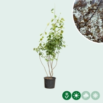 Krentenboom meerstammig