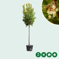 Aardbeienboom