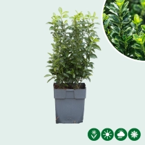 Japanse kardinaalsmuts 30 cm