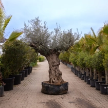 Olijfboom 'Bonsai' #160