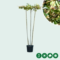 Glansmispel dakvorm meerstammig