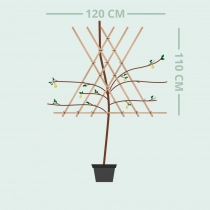 Pyrus c. 'Triomphe de Vienne' als leiboom