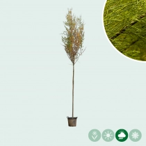 Tamarisk