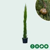 Italiaanse cipresboom 'Totem' 100 cm