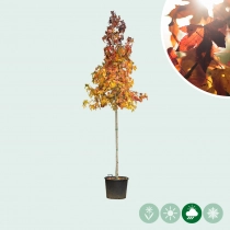 Amberboom hoogstam 400 cm