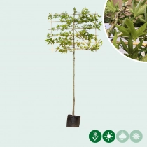 Oosterse plataan leiboom 150 cm