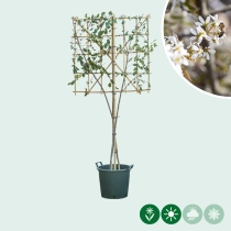 Krentenboom leiboom meerstammig