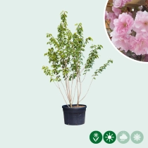 Gewone Japanse sierkers meerstammig