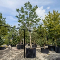 Gewone walnotenboom #2